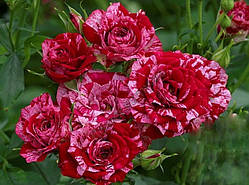 Троянда бордюрна Арроу Фолієс (Arrow Folies) сажанець 2-літка