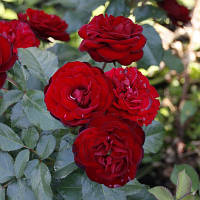 Троянда бордюрна Ред Сенсейшен (Red Sensation) сажанець 2-літка