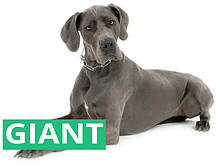 Royal Canin GIANT для собак (> 45 кг)
