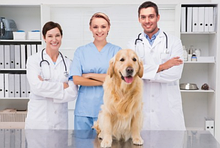 Royal Canin (Роял Канин) Ветеринарный корм для собак (диета)