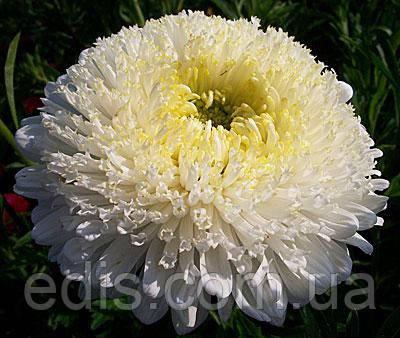 Айстра принцеса Коріна 0,3 г насіння Яскрава, фото 1