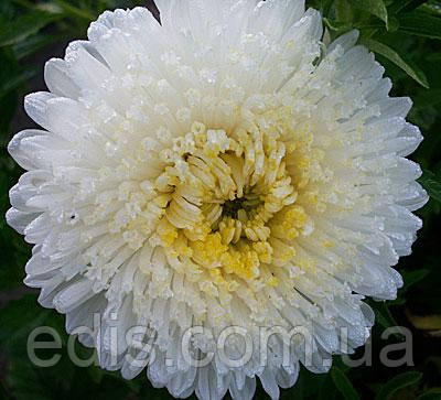 Айстра принцеса Коріна 0,3 г насіння Яскрава, фото 2