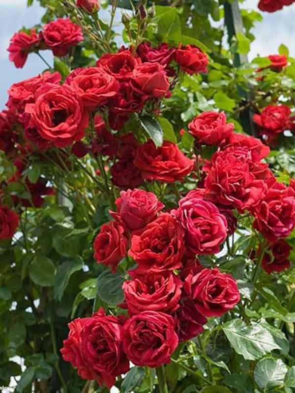 Троянда паркова Торнадо (Tornado) сажанець 2 років, фото 1