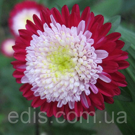 Айстра принцеса Кірквел 0,3 г насіння Яскрава, фото 1