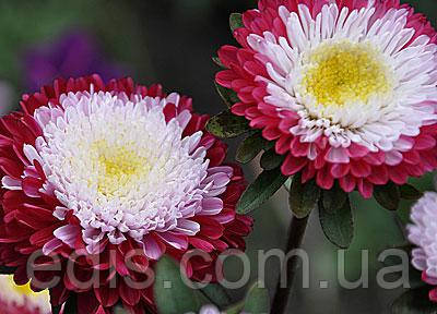 Айстра принцеса Кірквел 0,3 г насіння Яскрава, фото 2