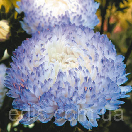 Айстра півонієподібна Фламир 0,3 г насіння Яскрава, фото 1