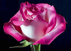 Троянда чайно-гібридна Ранок Парижа (Utro Parisa) сажанець