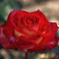 Троянда Утопія (Utopia) саженець