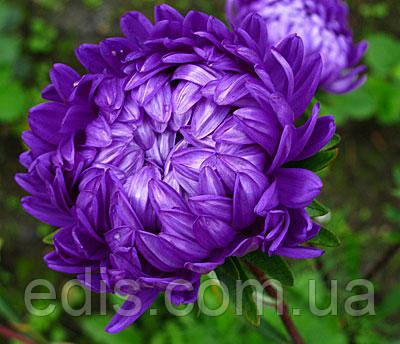 Айстра карликова Міледі Дункельблау 0,3 г насіння Яскрава, фото 2
