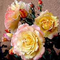 Троянда чайно-гібридна Сонечко (San) сажанець