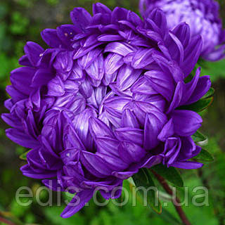 Айстра карликова Міледі Дункельблау 0,3 г насіння Яскрава, фото 1