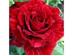 Троянда Ред Інтуїшн (Red Intuition) сажанець