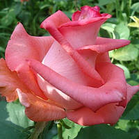 Троянда чайно-гібридна Рафаелла (Rafaella) сажанець