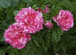 Троянда Пінк Інтуїшн (Pink Intuition) сажанець