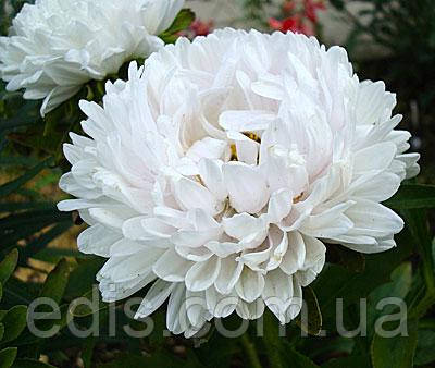 Айстра карликова Сніжок 0,3 г насіння Яскрава, фото 2