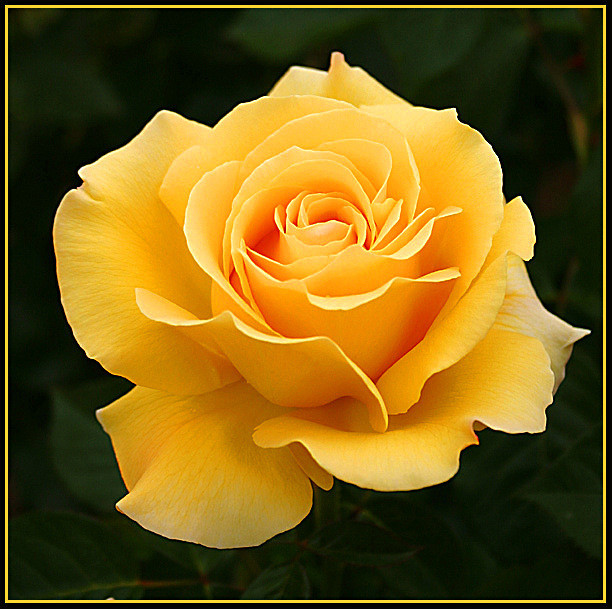 Троянда чайно-гібридна Папілон (Papillon) сажанець, фото 1