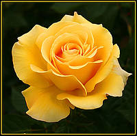 Троянда чайно-гібридна Папілон (Papillon) сажанець