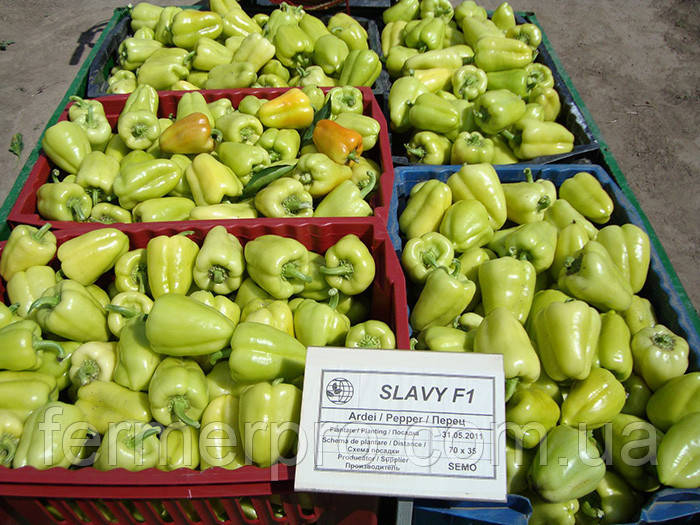 Насіння перцю Слави F1 1000 насінин SEMO, фото 1