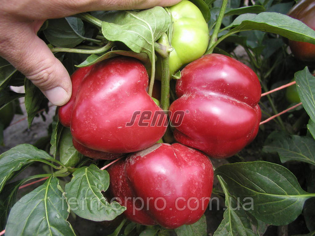 Насіння перцю Таміна F1 1000 насіння Semo, фото 1