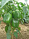 Насіння перцю Рубіка F1 1000 насіння Semo, фото 2