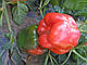 Насіння перцю Рубіка F1 1000 насіння Semo, фото 4