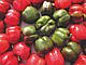 Насіння перцю Рубіка F1 1000 насіння Semo, фото 5
