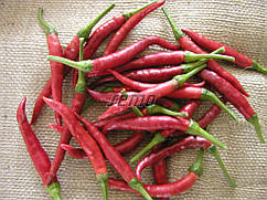 Перець гострий Даміан 1000 насіння Semo