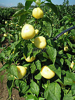 Перець гострий Палінда F1 1000 насіння Semo