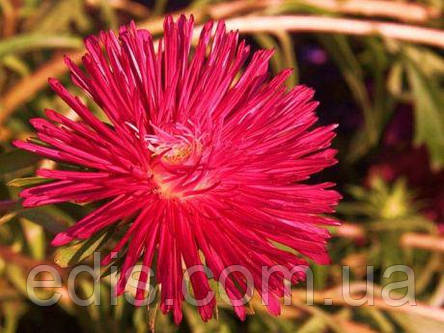 Айстра голчаста Вогник 0,3 г насіння Яскрава, фото 2