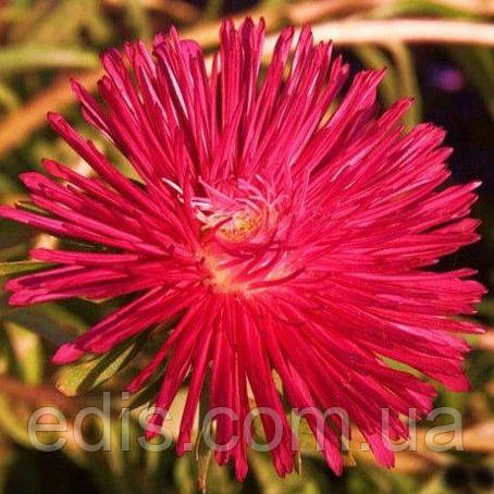 Айстра голчаста Вогник 0,3 г насіння Яскрава, фото 1