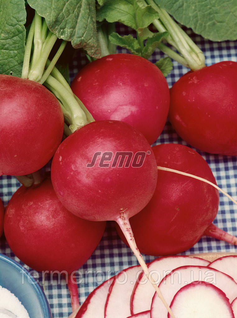 Насіння редису Кварта (Kvarta) 1кг Semo, фото 1