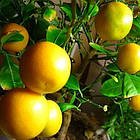 Саджанці апельсина Аджарський - ранній, самоплідний, солодкий, фото 2