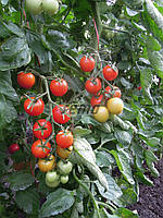 Насіння томату Бейбіно F1 1000 насіння SEMO