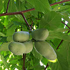 Саджанці Азіміни трилоба Прима 1216 (бананове дерево) - самоплідна, морозостійка, великоплідна С1 (ПКС), фото 2