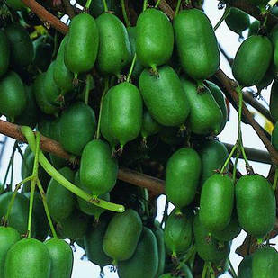 Саджанці актинідії (ківі) Оригінальна (Original) дворічна - жіночий сорт, урожайна, морозостійка С1.5