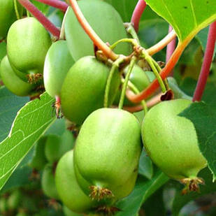 Саджанці Актинідії (ківі) Віті Ківі (Vitikiwi) дворічна - самоплідна, крупноплідна, солодка С1.5