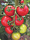 Насіння томату Торіно F1 1000 насіння SEMO, фото 2