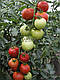 Насіння томату Торіно F1 1000 насіння SEMO, фото 4