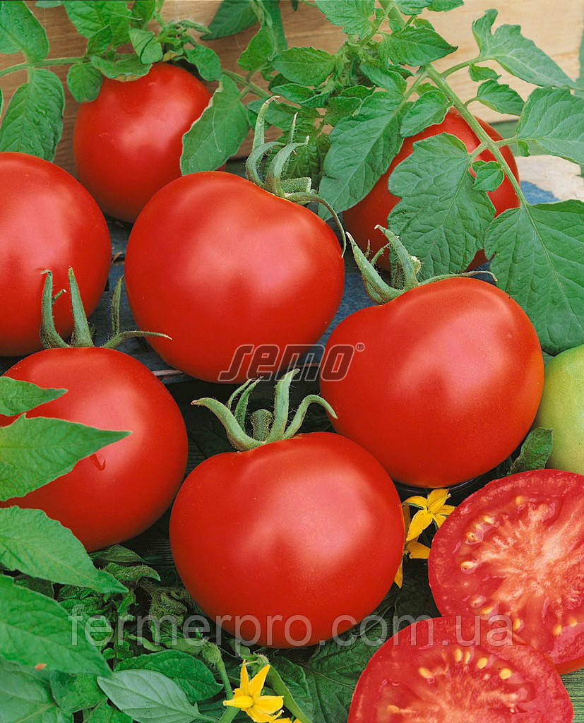 Насіння томату Карла 10.000 cем'ян SEMO 