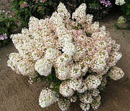 Гортензія волотиста Бобо, фото 2