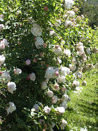 Саджанці троянди "Фрау Карл Друшки", фото 2