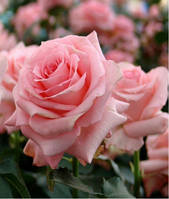 Троянда Ноблes (Nobles) сажанець