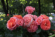 Саджанці троянди "Нотр Дам дю Розэр", фото 3