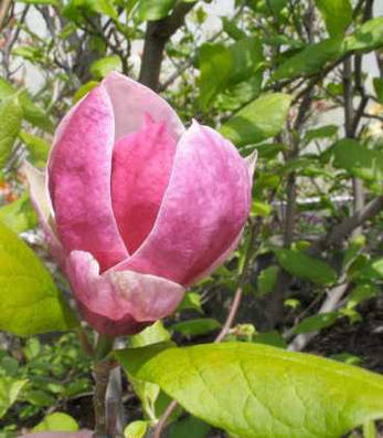 Магнолія суланжа Picture 3 річна 50-60см, Магнолія суланжа Пиктуре, Magnolia X soulangeana Picture, фото 3