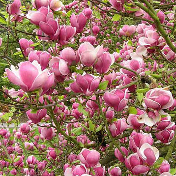 Магнолія суланжа Picture 3 річна 50-60см, Магнолія суланжа Пиктуре, Magnolia X soulangeana Picture, фото 1