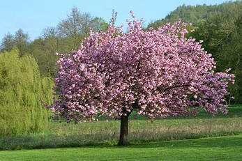 Магнолія суланжа Picture 3 річна 50-60см, Магнолія суланжа Пиктуре, Magnolia X soulangeana Picture, фото 4