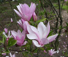 Магнолія George Henry Kern 2 річна, Магнолія Джордж Генрі Керн, Magnolia George Henry Kern, фото 3