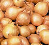 Лук совок жовтий Штутті TOP Onions Нідерланді, фото 2