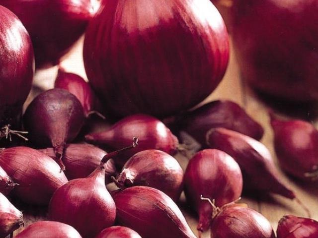 Цибуля червона кругла TOP Onions, фото 1
