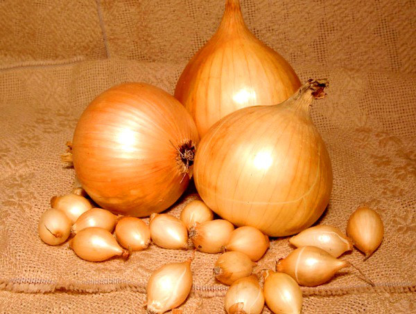 Лук золотистий овальний TOP Onions